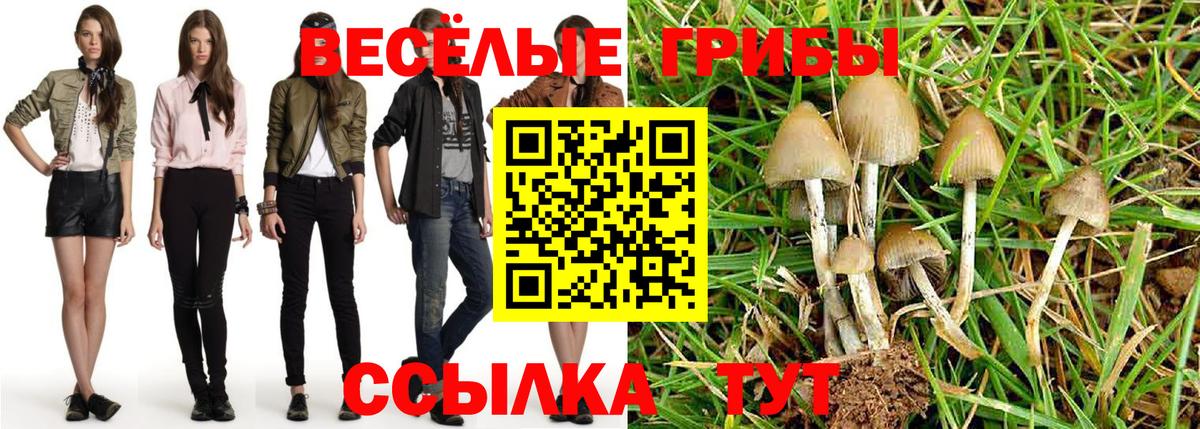 Галлюциногенные грибы Psilocybe Астрахань